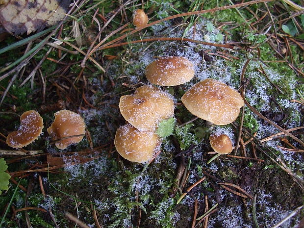 drobuľka Psathyrella sp.