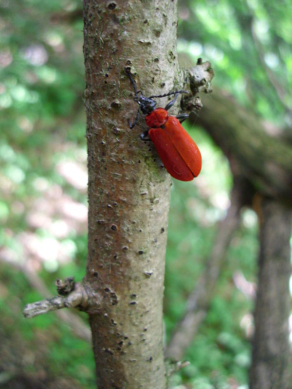 červenáčik ohnivý Pyrochroa coccinea