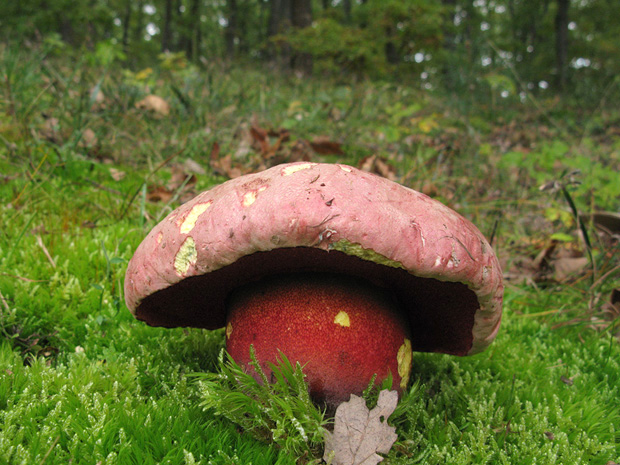 hríb purpurový Rubroboletus rhodoxanthus Kuan Zhao &amp; Zhu L. Yang