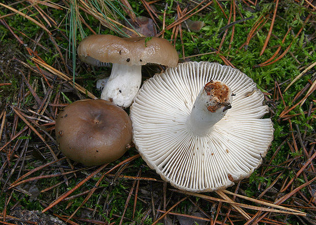 plávka lúčovitá Russula amoenolens Romagn.