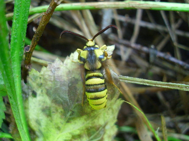 podobník sršňovitý Sesia apiformis