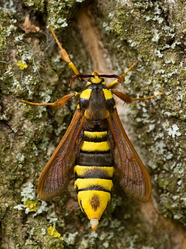 podobník sršňovitý Sesia apiformis