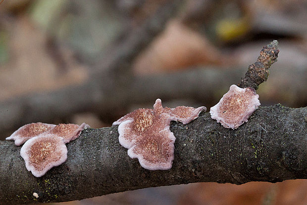 ryhovec želatinovitý Trichaptum biforme (Fr.) Ryvarden