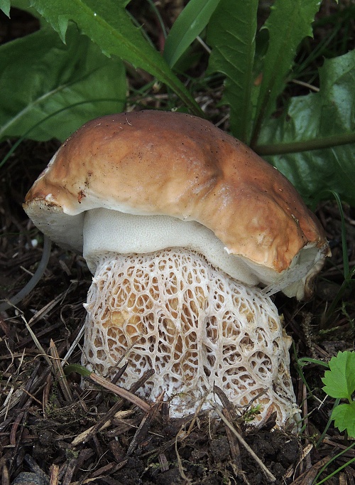 hríb smrekový Boletus edulis Bull.