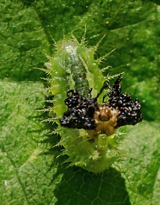 štítnatec Cassida viridis larvae