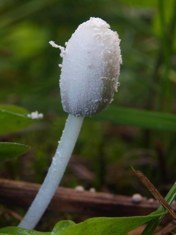 hnojník Friesov Coprinopsis friesii (Quél.) P. Karst.