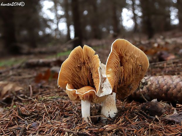 pavučinovec Cortinarius sp.