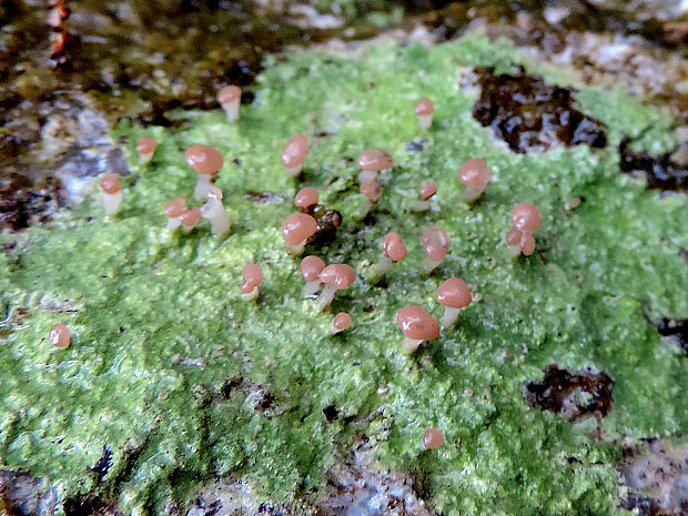 malohubka ružová Dibaeis baeomyces (L. f.) Rambold & Hertel