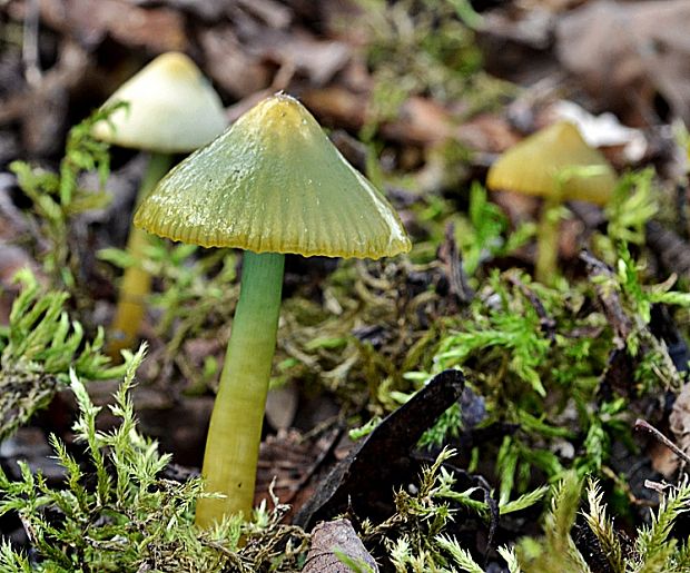 lúčnica žltozelená Gliophorus psittacinus (Schaeff.) Herink