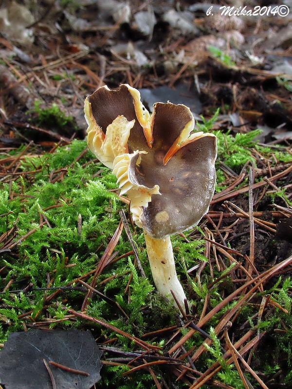 šťavnačka mrazová Hygrophorus hypothejus (Fr.) Fr.