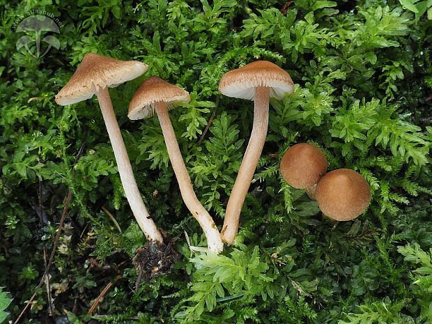 vláknica hodvábna Inocybe nitidiuscula (Britzelm.) Lapl.