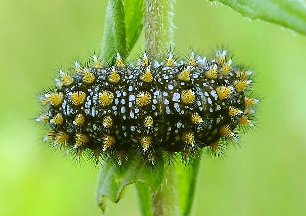 hnedáčik skorocelový Melitaea athalia Rottemburg, 1775