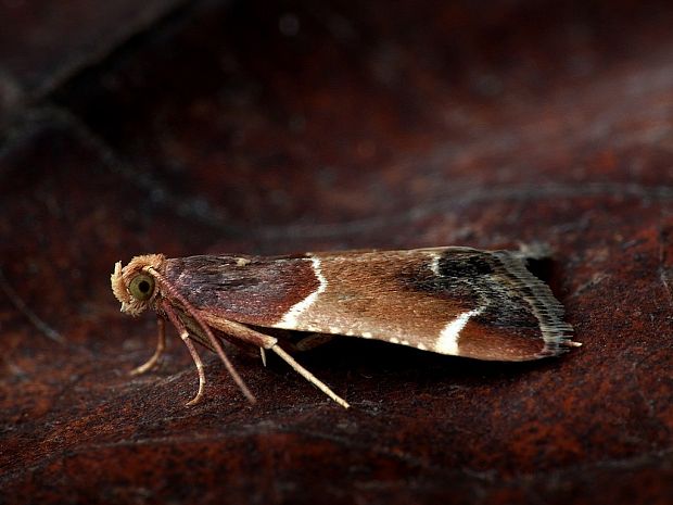 vijačka domová (sk) / zavíječ domácí (cz) Pyralis farinalis Linnaeus, 1758