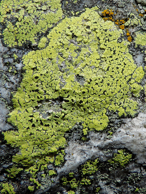 zemepisník mapovitý Rhizocarpon geographicum (L.) DC.