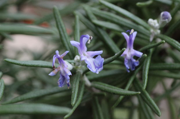 rozmarín lekársky Rosmarinus officinalis L.