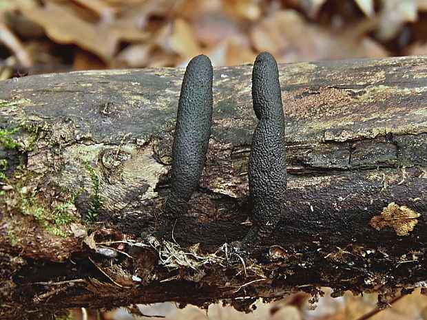 drevnatec štíhly Xylaria longipes Nitschke