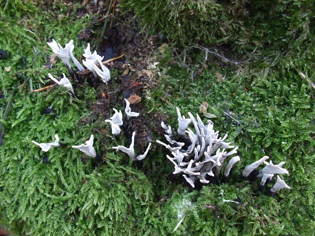 drevnatec Xylaria sp.