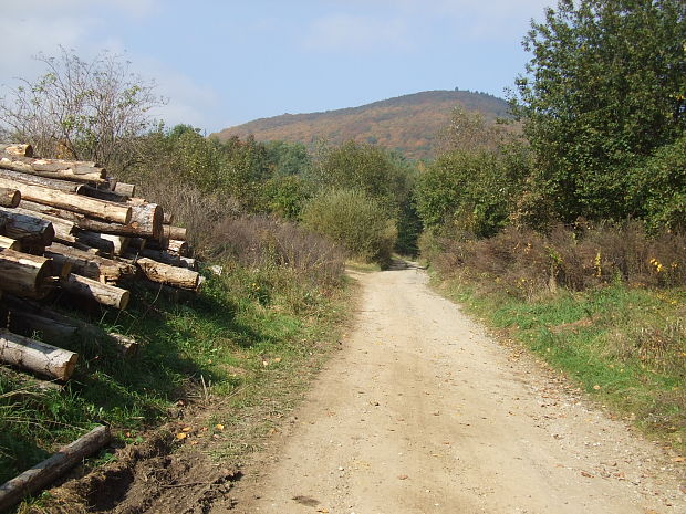 Príroda-Cesta do lesa.