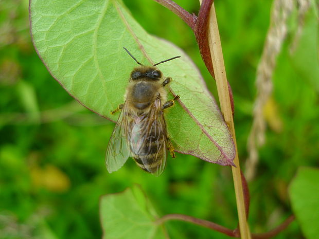 včela medonosná Apis mellifera