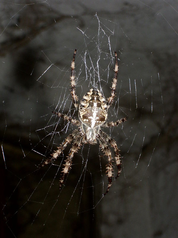 križiak obyčajný Araneus diadematus