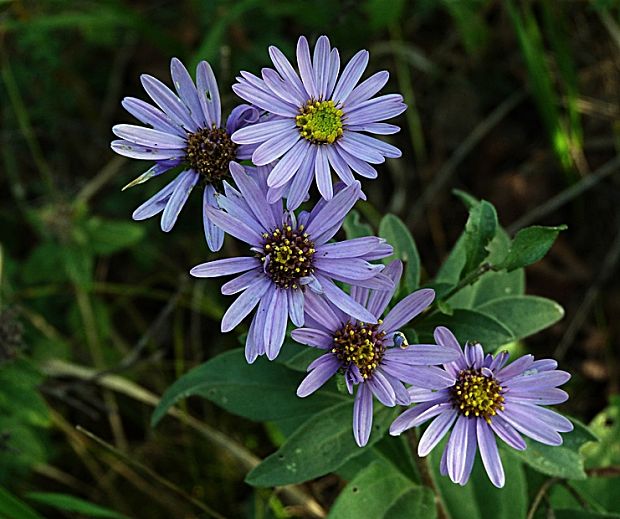 astra spišská Aster amelloides Besser