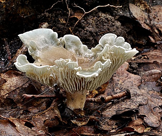 strmuľka anízová Clitocybe odora (Bull.) P. Kumm.