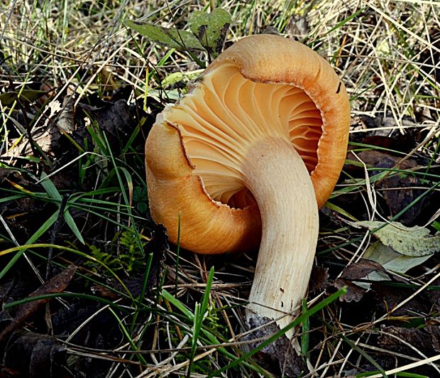 lúčnica statná Cuphophyllus pratensis (Fr.) Bon