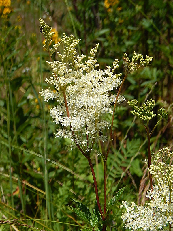 túžobník brestový Filipendula ulmaria (L.) Maxim.