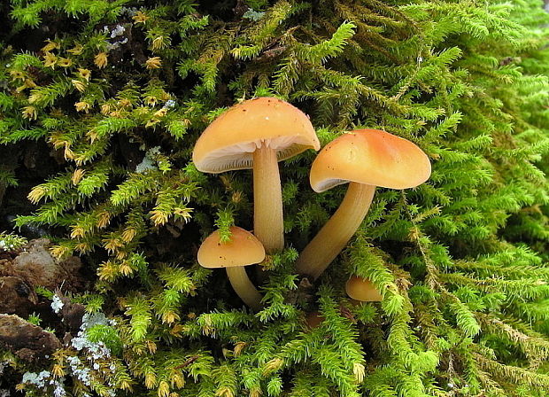 plamienka Flammulina sp.