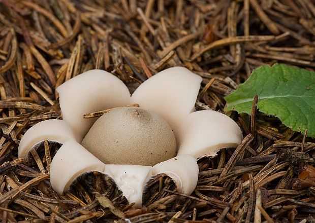 hviezdovka strapkatá Geastrum fimbriatum Fr.