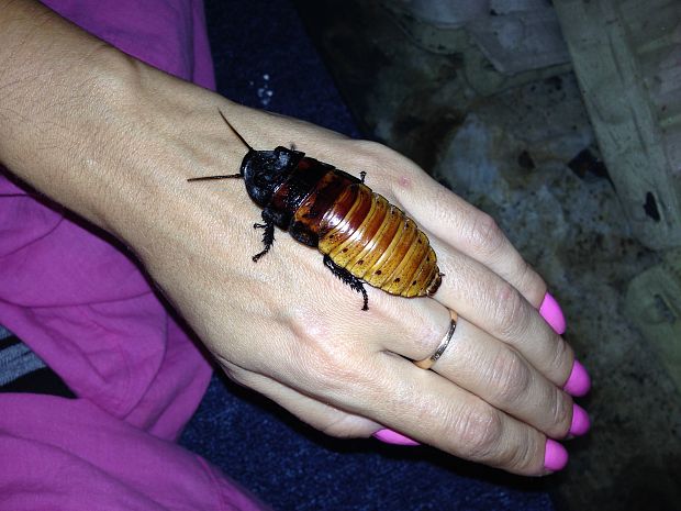 šváb madagaskarský Gromphadorhina portentosa