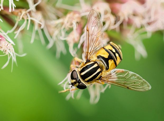 pestrica Helophilus pendulus (Linnaeus, 1758)