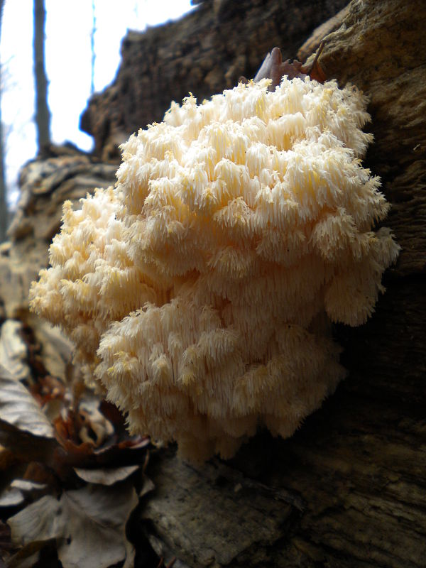 koralovec bukový Hericium coralloides (Scop.) Pers.