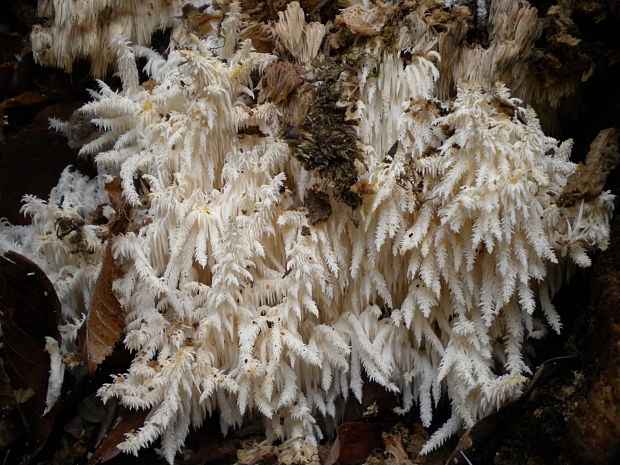 koralovec bukový Hericium coralloides (Scop.) Pers.