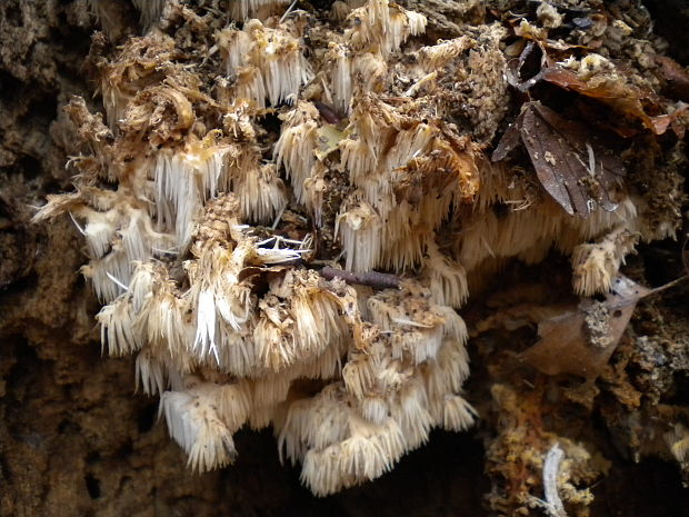 koralovec bukový Hericium coralloides (Scop.) Pers.