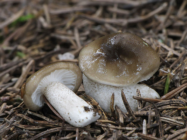 šťavnačka bodkovaná Hygrophorus pustulatus (Pers.) Fr.