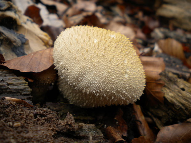 prášnica bradavičnatá Lycoperdon perlatum Pers.