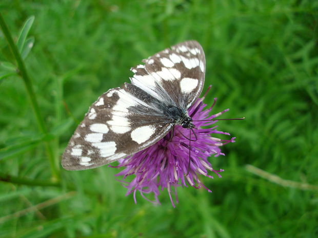 očkáň timotejkový Melanargia galathea