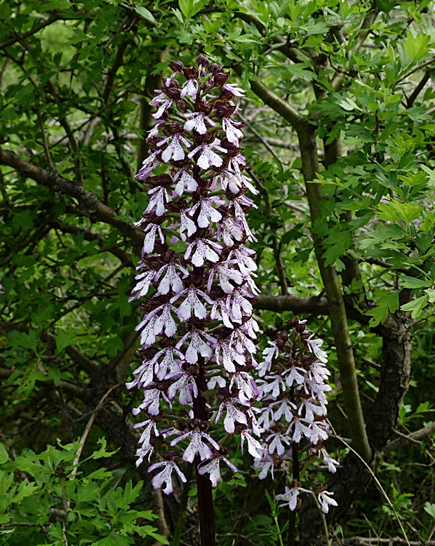 vstavač purpurový Orchis purpurea Huds.