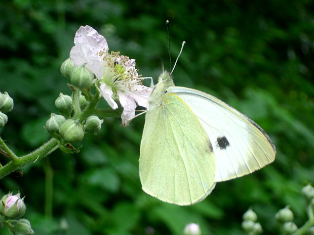 mlynárik kapustový Pieris brassicae