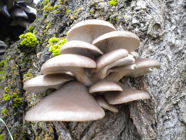 hliva ustricovitá Pleurotus ostreatus (Jacq.) P. Kumm.