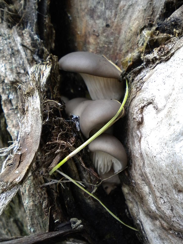 hliva ustricovitá Pleurotus ostreatus (Jacq.) P. Kumm.