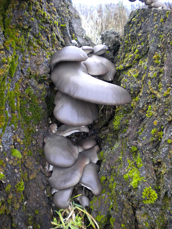 hliva ustricovitá Pleurotus ostreatus (Jacq.) P. Kumm.