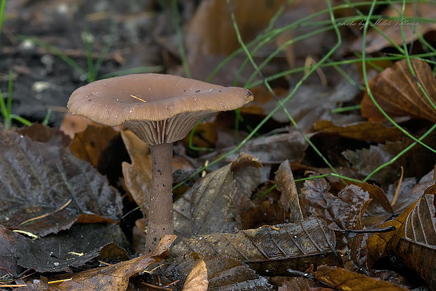 strmulica čiaškovitá Pseudoclitocybe cyathiformis (Bull.) Singer