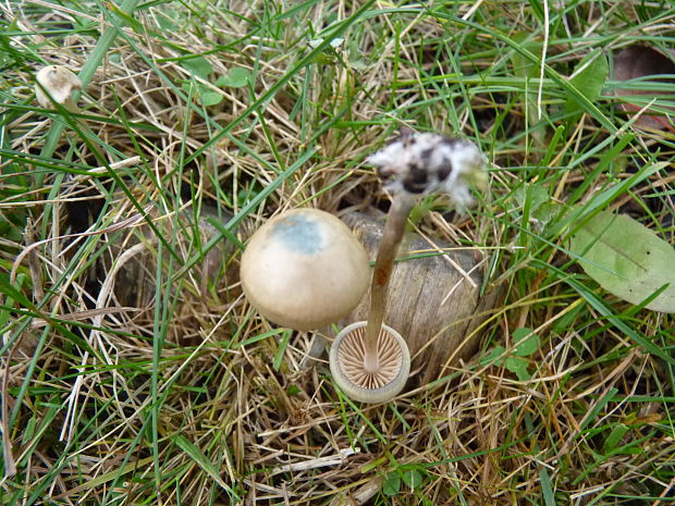 holohlavec český Psilocybe bohemica Šebek