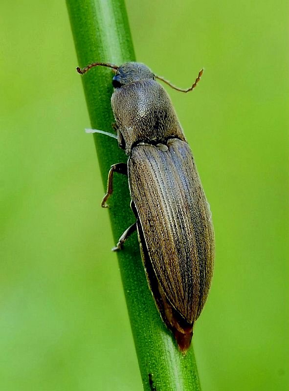 kováčik Agriotes lineatus