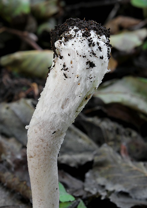 muchotrávka jelšová Amanita friabilis (P. Karst.) Bas