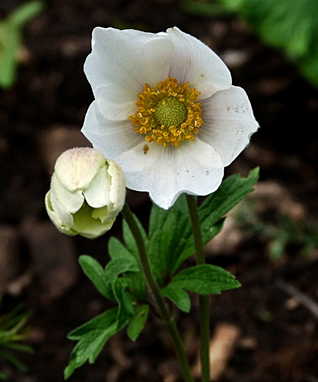 veternica lesná Anemone sylvestris L.