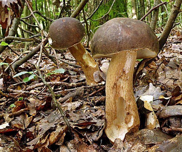 hríb bronzový Boletus aereus Bull. ex Fr.