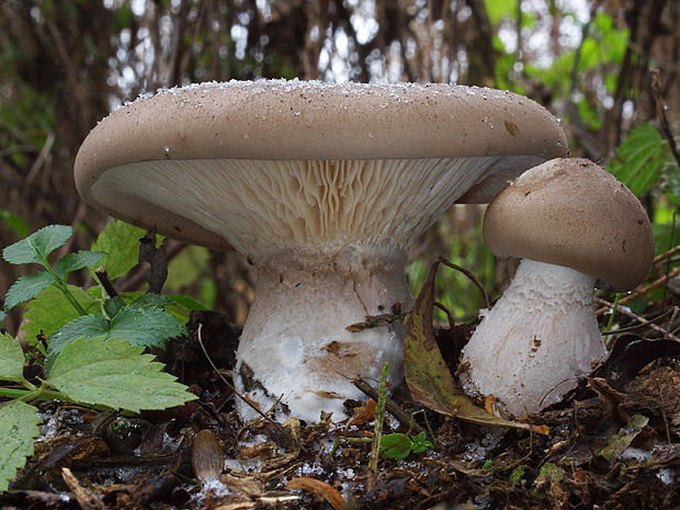 strmuľka inovaťová Clitocybe nebularis (Batsch) P. Kumm.